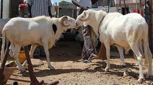 Photo: Police Arrest Men For Stealing Sallah Ram