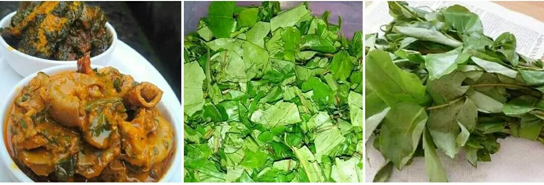 US Approves Importation Of Oha Leaves From Nigeria