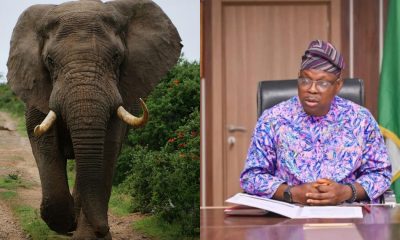 Story Of Nigerian Minister Who Adopted An Elephant As Member Of His Family
