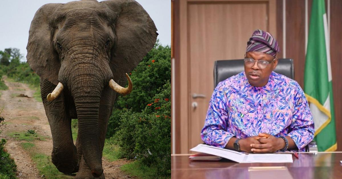 Story Of Nigerian Minister Who Adopted An Elephant As Member Of His Family
